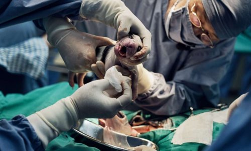 Clonage de chiens : STOP à ce marché morbide !