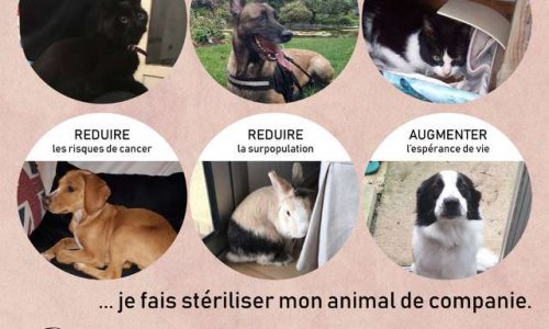 POUR LA STERILISATION OBLIGATOIRE DES ANIMAUX DE COMPAGNIE