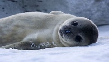 Stop au massacre des globicephales aux iles Feroe