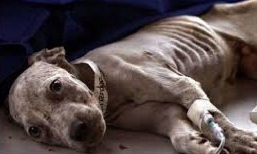 Peine de prison ferme pour la maltraitance animale