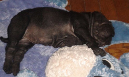 Réglementer l'achat des chiens, déclaration obligatoire. 100.000 chiens abandonnés par an c'est la honte de la France