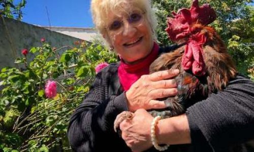 Expulsez les voisins qui dérangent le coq Maurice