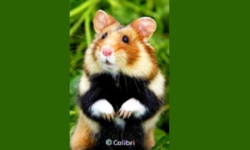 AIDEZ-NOUS A SAUVER LE GRAND HAMSTER D’ALSACE