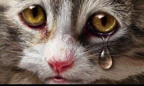 Stérilisation des chats errants de Millau