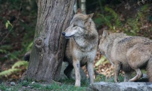 La préfecture de la Meurthe-et-Moselle va autoriser l'abattage du seul loup du département!
