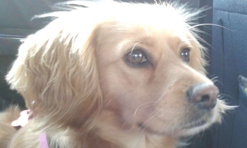 Sauvez l'enclos de COOKIE et de ses amis à Saint Gilles