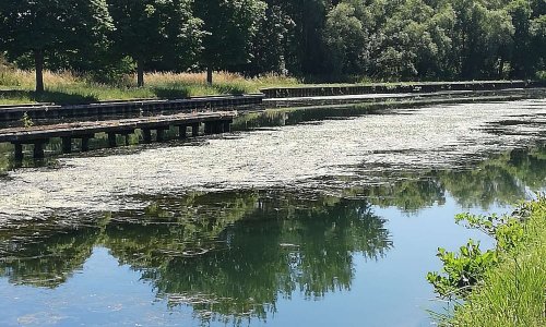 Alerte les canaux sont impraticables (à cause de la plante myriophylle heterophylle)