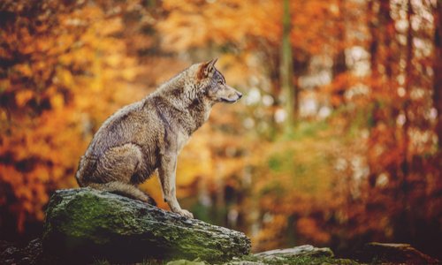 Non à l’abattage systématique des loups !