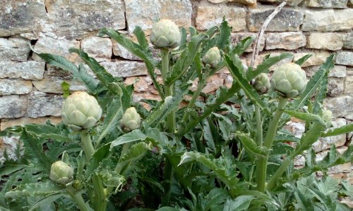 Marché mondial, NON... Marché local, OUI !