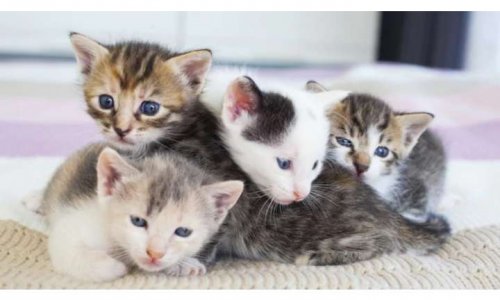 Pour une stérilisation animale obligatoire