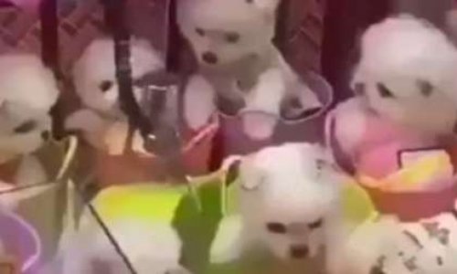 Contre les chiots à gagner dans les fêtes foraines en Chine