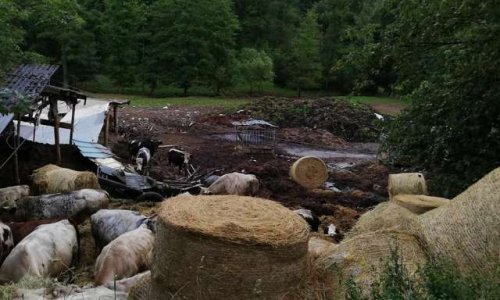 Pour des conditions de vie saines pour les vaches de Manhay