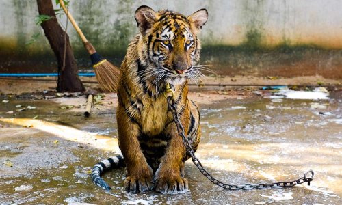 Luttons contre la maltraitance animale !