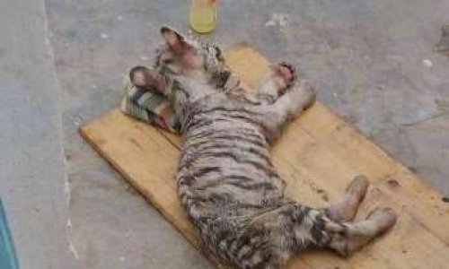 Il faut sauver ces bébés Tigres Blancs !