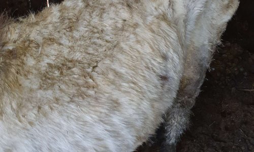 Sauvez les poneys de cet élevage inhumain au lieu dit 