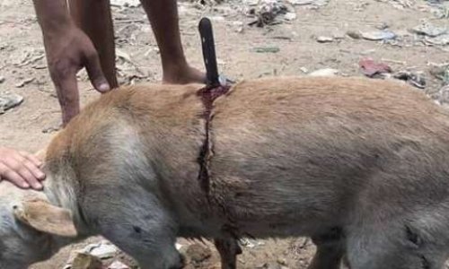 Pour une loi pour les animaux