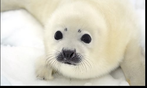 Sauvez les phoques en Antarctique