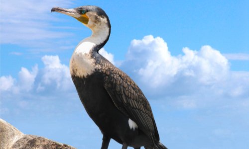 Réponse à la consultation publique contre le Cormoran