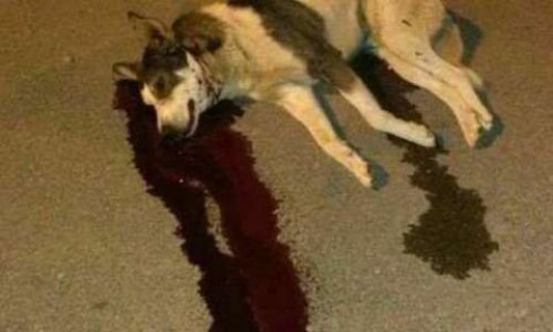 Arrêter de massacrer les chiens du Maroc