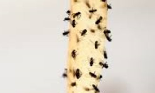 Pour des mesures contre l'invasion des mouches dans les quartiers de Trigance