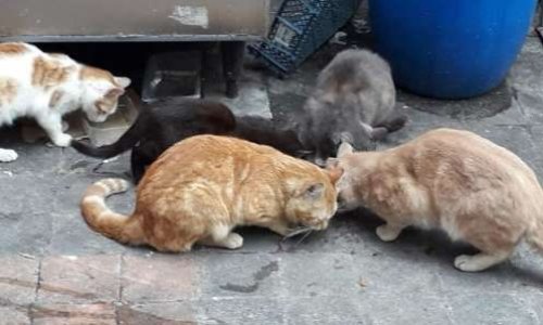 Aidez les 4 pattes errants