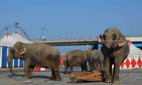 Plus de cirque avec animaux à MULHOUSE (ALSACE)