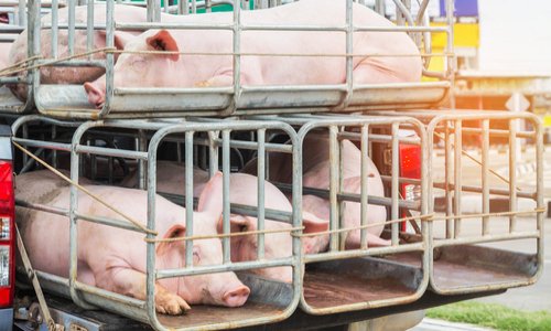 Contre le transport des animaux vivants hors UE.