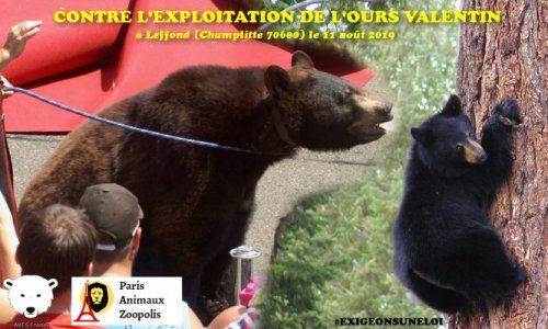 Non à l'exploitation de l'ours Valentin à Leffond (70) le dimanche 11 août 2019