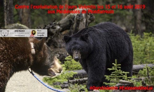 Contre l'exhibition de l'Ours Valentin aux Médiévales de Monflanquin les 15 et 16 août 2019