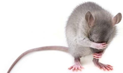 Monsieur Domb êtes-vous pour ou contre la technique du shoot pour achever les rats mourants à Pairi Daiza ?