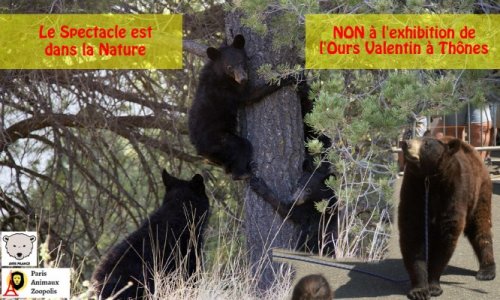 Ni artistique, ni pédagogique, dénonçons l'exhibition de l'Ours Valentin à Thônes le 21 août 2019