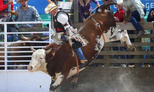 Non à l'organisation d'un rodéo sur taureaux à Pontarlier