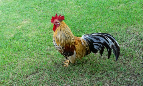 Sauvez Coco le coq