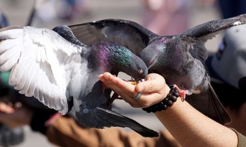 Halte aux Pigeons &agrave; Millau
