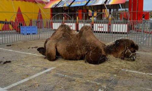 NON AUX CIRQUES AVEC ANIMAUX A ST VALÉRY SUR SOMME ET PARTOUT EN FRANCE