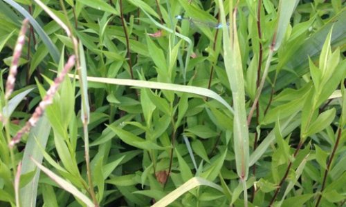 Soutien aux maires qui prennent un arrêté anti-pesticides pour protéger la santé des habitants