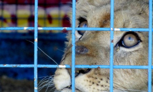 Interdiction des cirques qui possèdent des animaux à Sallanches