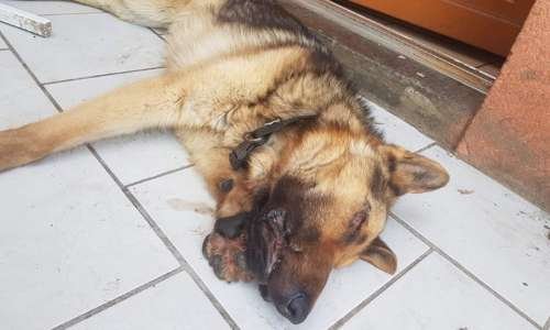 Justice pour Hatchi, torturé par sa maîtresse !