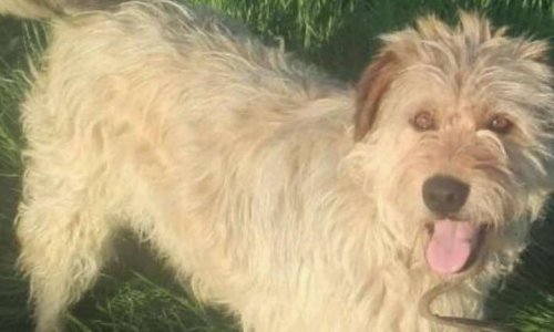 Sauvez les animaux de l'abandon !
