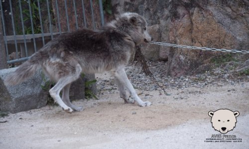 Ours et loups : NON à l'exploitation d'animaux sauvages lors de la fête médiévale de Watten (59) le 15 août 2019