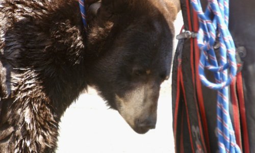 Non à l'exploitation de l'ours Valentin au Puy-en-Velay les 19, 20 et 21 septembre 2019