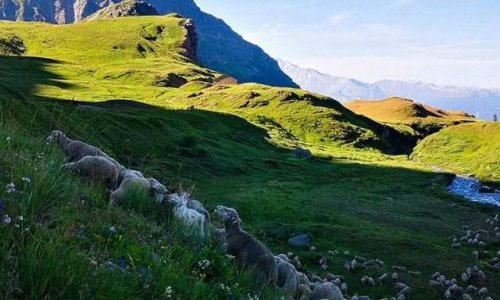 Sauvons les agriculteurs victimes du loup.