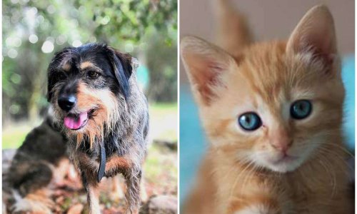 Deux grands refuges du Var en péril