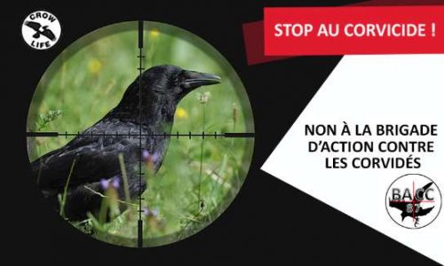 STOPPONS le CORVICIDE ! - NON à La BACC 87 (Brigade d'Action Contre les Corvidés)