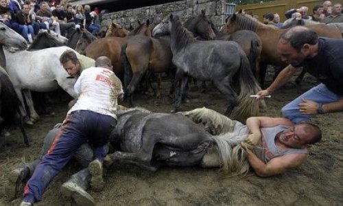 Arrêtons de maltraiter les chevaux : stop au festival 