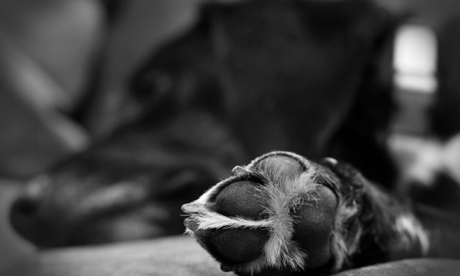 300 chiens et chats euthanasiés chaque jour en France. C’est INTOLÉRABLE !