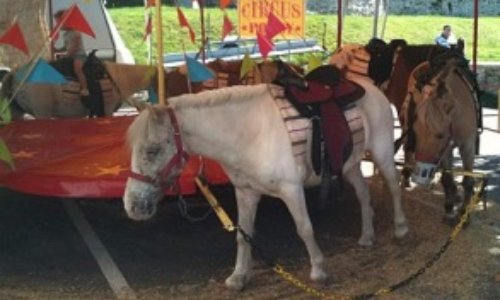 Non à l'utilisation des animaux dans les fêtes foraines !