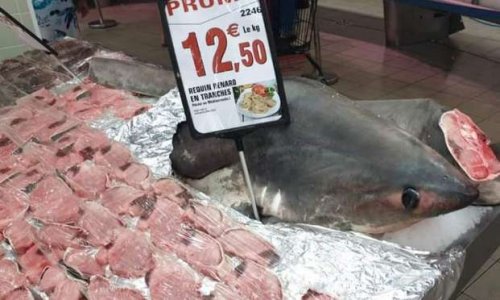 Contre la vente d'animaux menacés