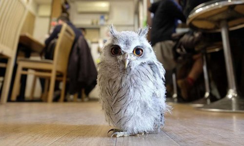 Stop aux bars à hiboux