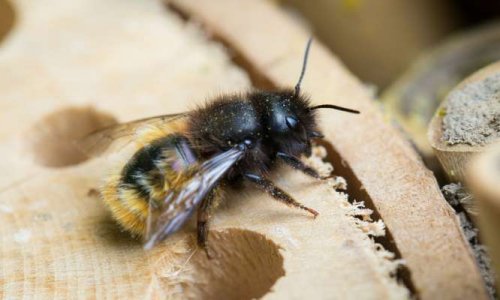 STOP au génocide urbain… des abeilles sauvages !